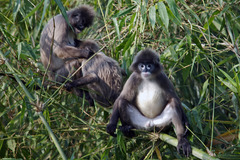 Trachypithecus phayrei