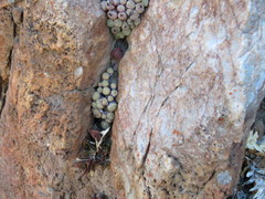 Conophytum truncatum