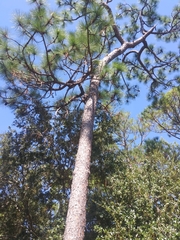 Pinus