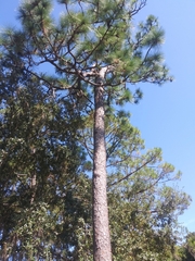 Pinus
