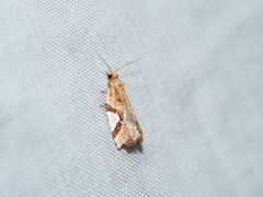 Epitymbia isoscelana
