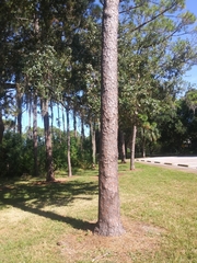 Pinus
