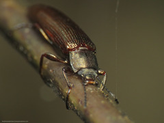 Acropteron