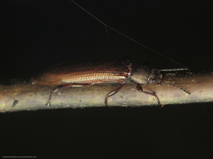Acropteron