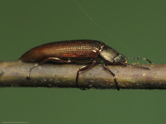 Acropteron