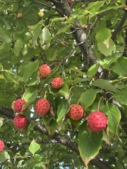 Cornus kousa