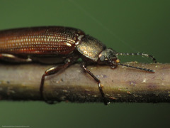 Acropteron