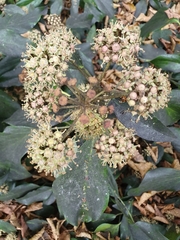 Hedera
