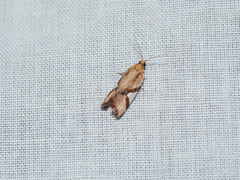 Epitymbia isoscelana