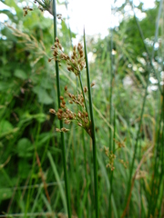 Juncus effusus pacificus