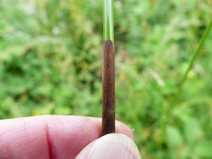 Juncus effusus pacificus