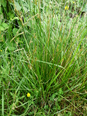 Juncus effusus pacificus