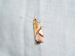 Epitymbia isoscelana
