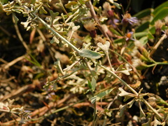 Atriplex pedunculata