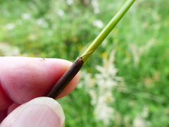 Juncus effusus pacificus