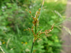 Juncus effusus pacificus