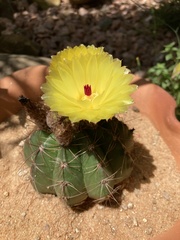 Parodia ottonis