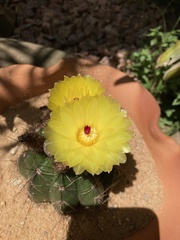 Parodia ottonis