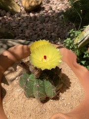 Parodia ottonis
