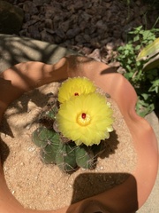 Parodia ottonis