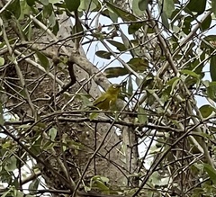 Zosterops anderssoni