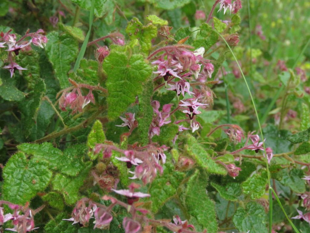 Lasiopetalum membranaceum