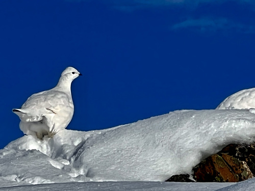 Lagopède alpin