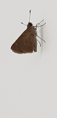 Lepidoptera