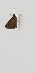 Lepidoptera