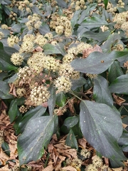 Hedera