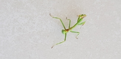 Mantidae