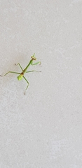 Mantidae