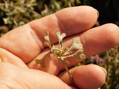 Atriplex pedunculata