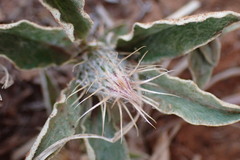 Macledium zeyheri