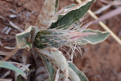 Macledium zeyheri