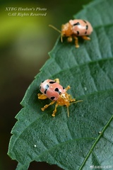 Podontia affinis
