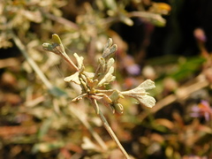Atriplex pedunculata
