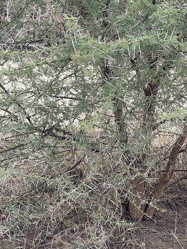 Vachellia schaffneri image