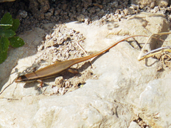 Trachylepis tessellata