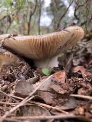 Lactarius sanguifluus