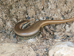 Trachylepis tessellata