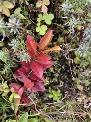Vaccinium cylindraceum