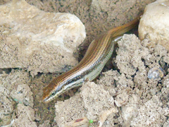 Trachylepis tessellata