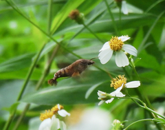 Macroglossum divergens