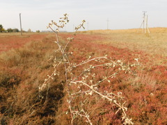 Atriplex pedunculata