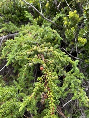Juniperus brevifolia