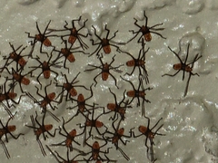 Leptoglossus gonagra