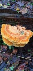 Laetiporus sulphureus