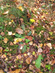 Hieracium sylvularum