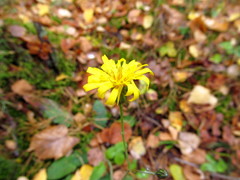 Hieracium sylvularum
